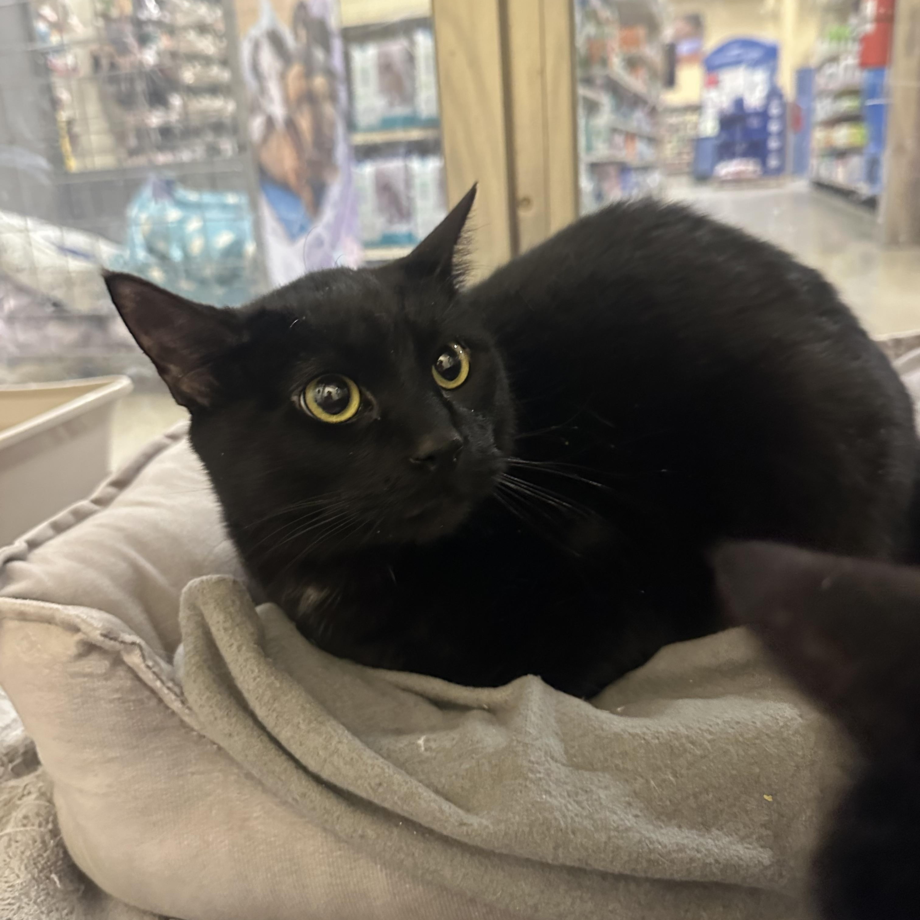 Enlarge Iris and Annubus, a ADOPTABLE Domestic Short Hair in Missoula, MT image 2/2