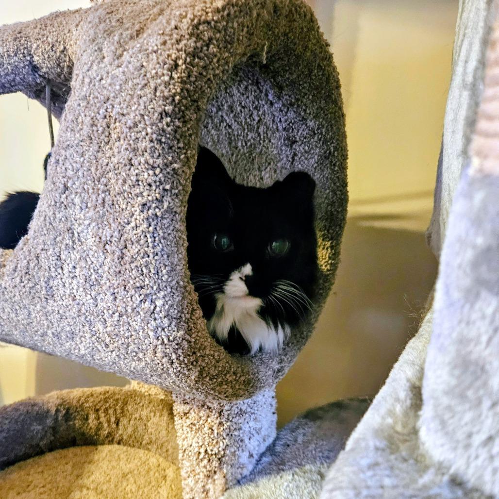 Enlarge Cuddles, a Adoptable Domestic Long Hair in Brownsboro, AL image 1/3