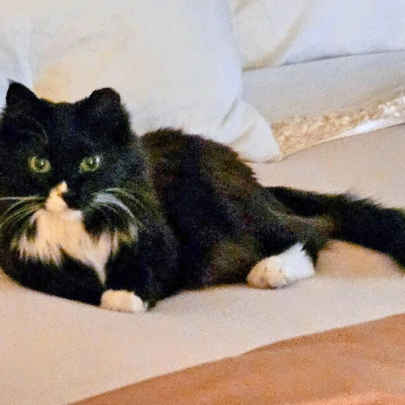 Enlarge Cuddles, a Adoptable Domestic Long Hair in Brownsboro, AL image 2/3