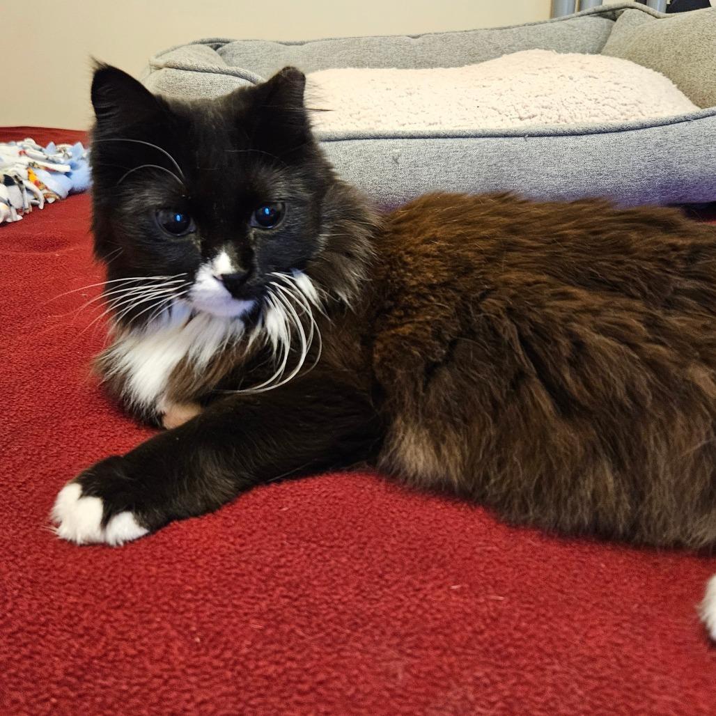 Enlarge Cuddles, a Adoptable Domestic Long Hair in Brownsboro, AL image 3/3
