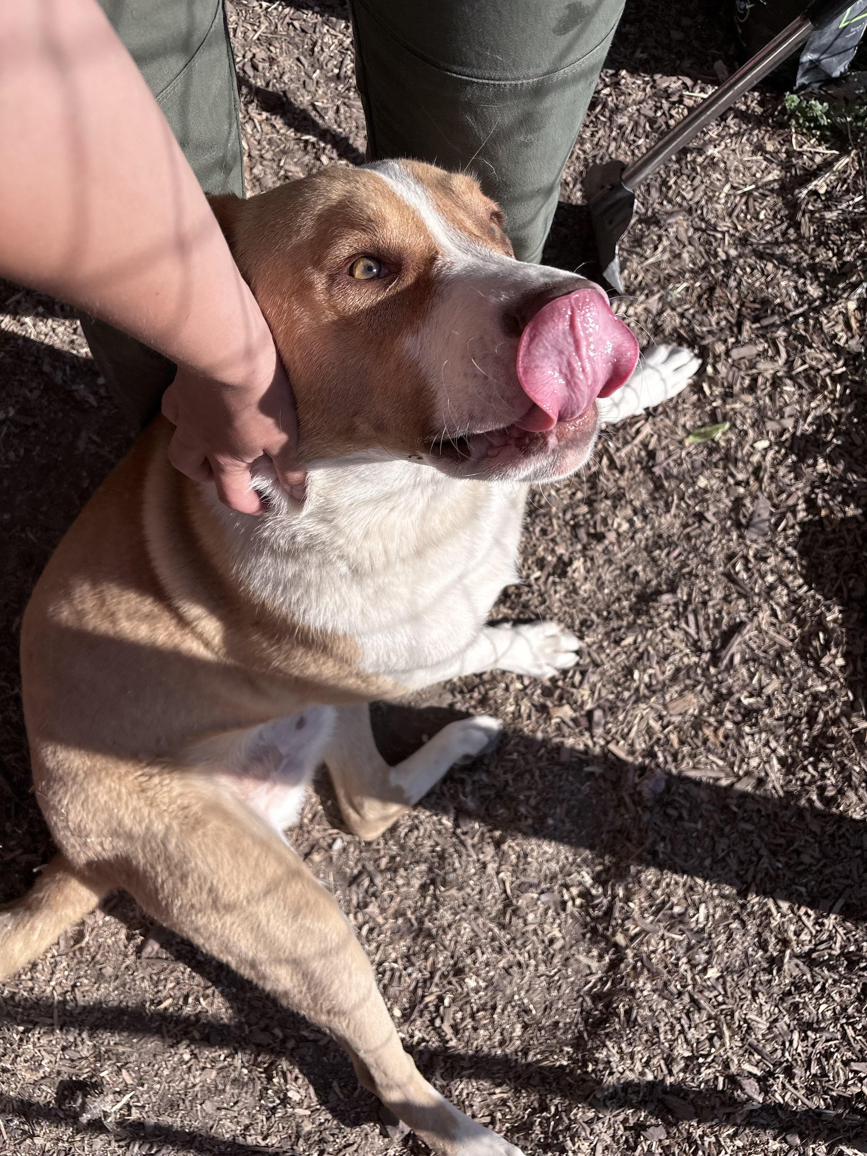Bowie, Adoptable, Young Male Pit Bull Terrier & Great Pyrenees.