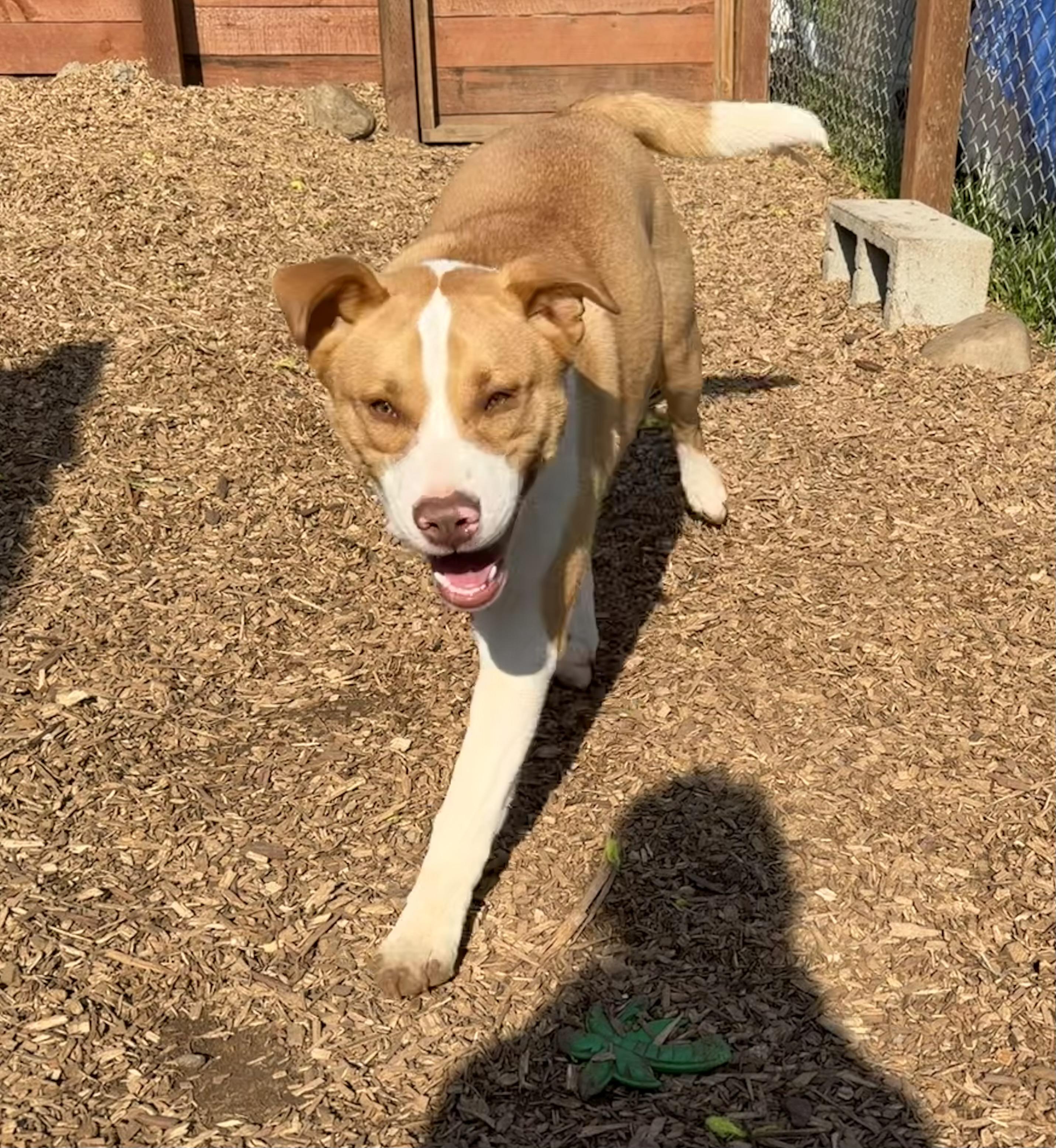 Enlarge Growlithe, a Adoptable mixed breed in stockton, CA image 3/4