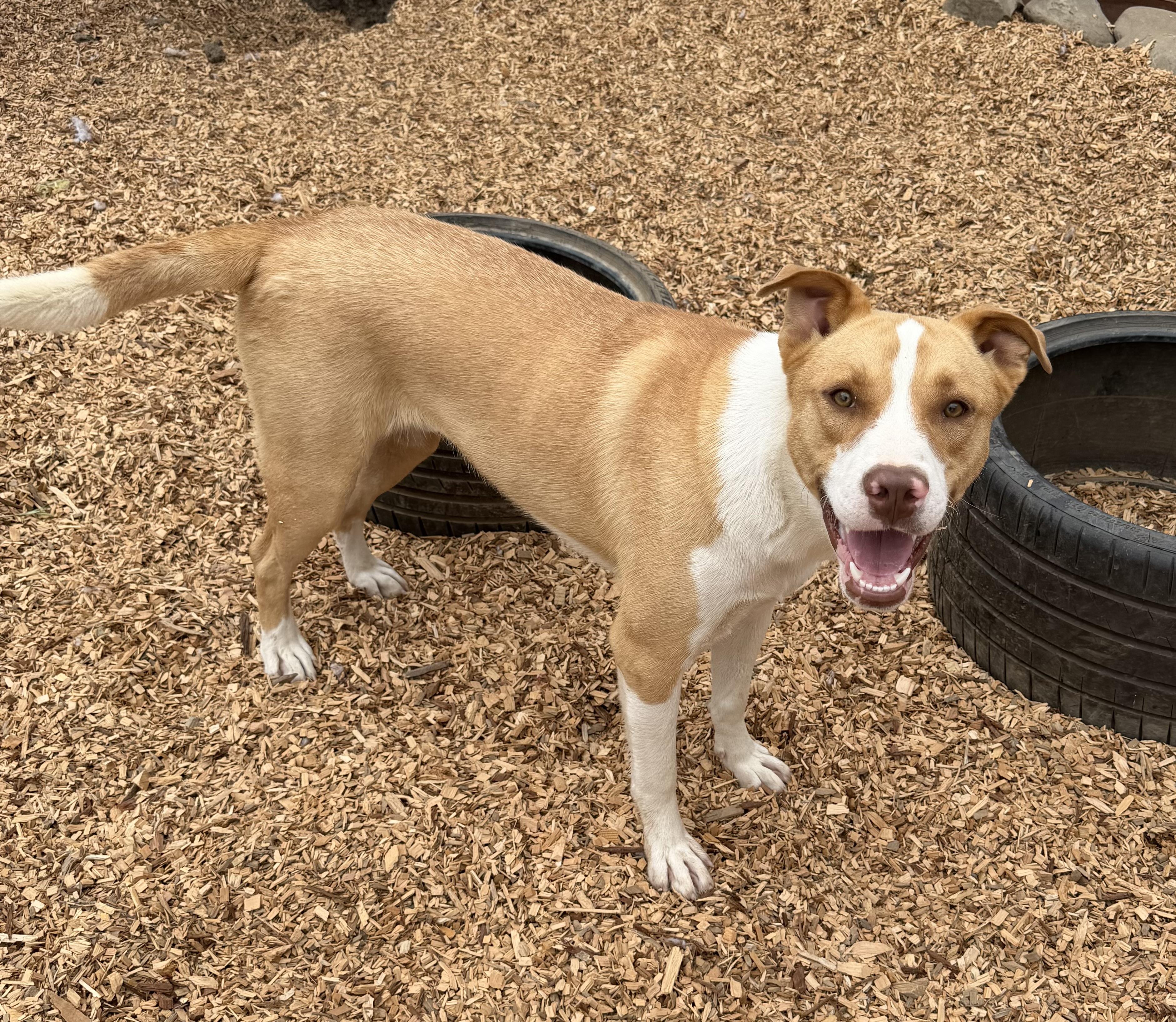 Enlarge Bowie, a Adoptable mixed breed in Dublin, CA image 2/4