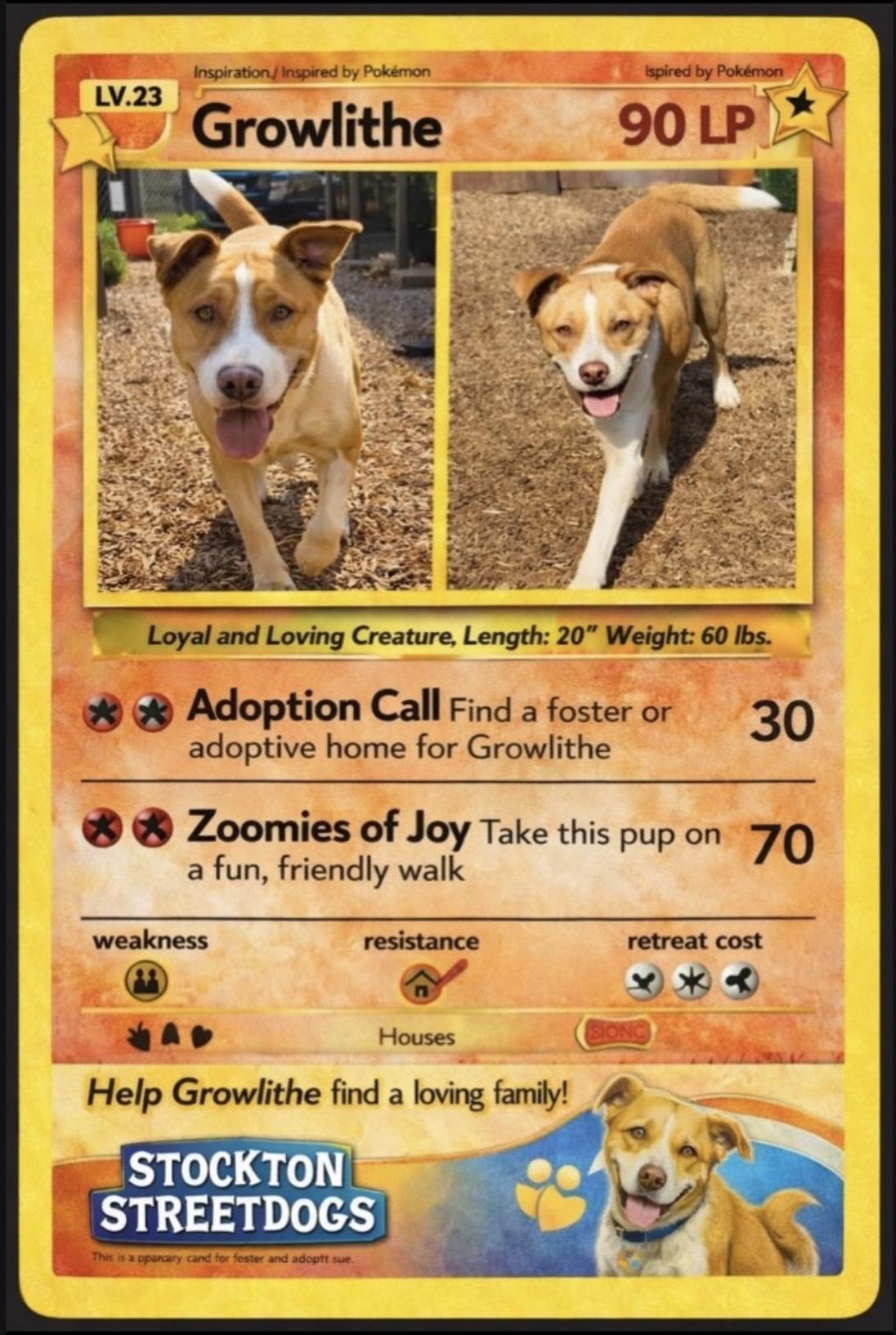 Enlarge Growlithe, a Adoptable mixed breed in stockton, CA image 4/4