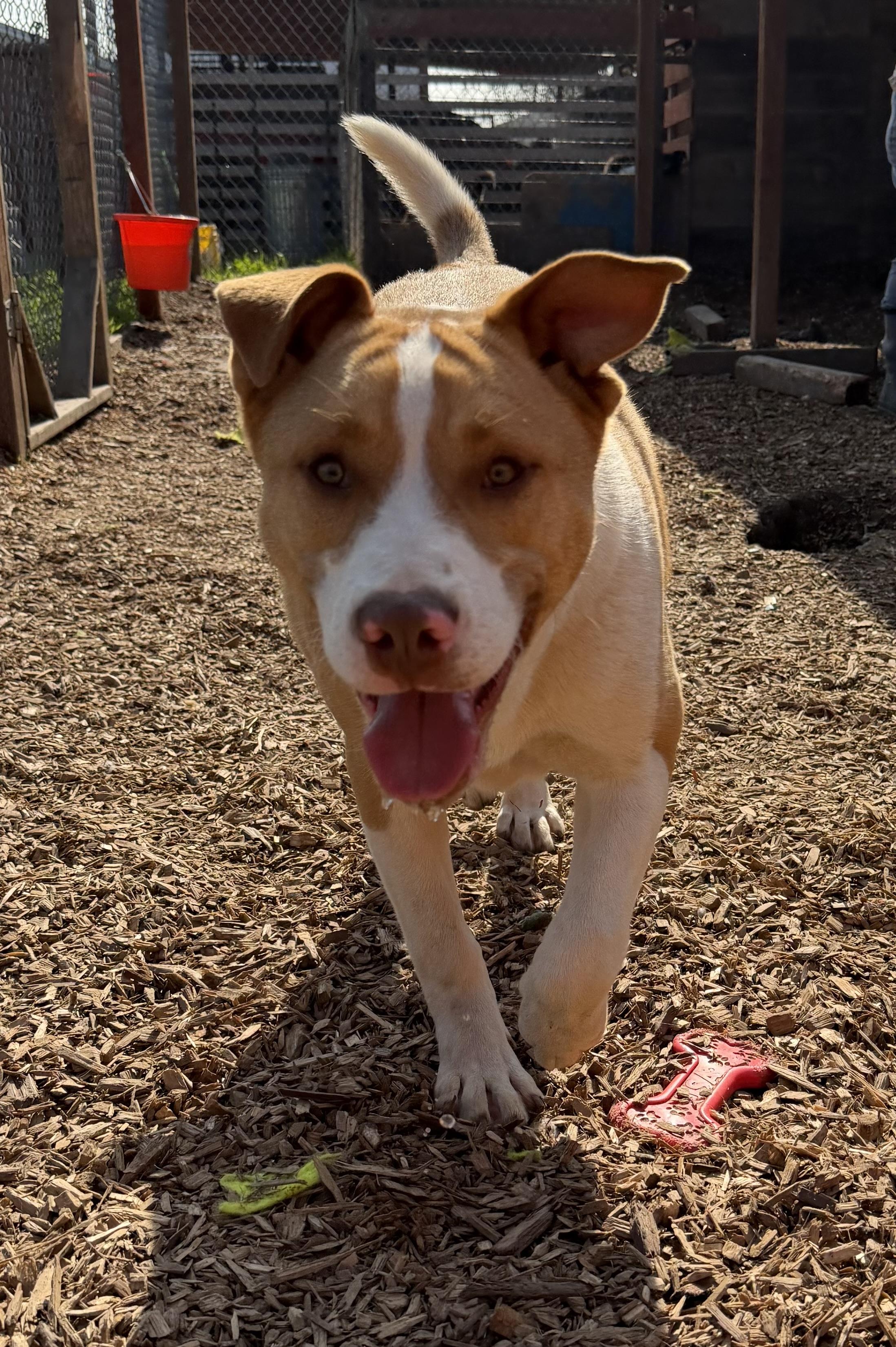 Enlarge Growlithe, a Adoptable mixed breed in stockton, CA image 1/4