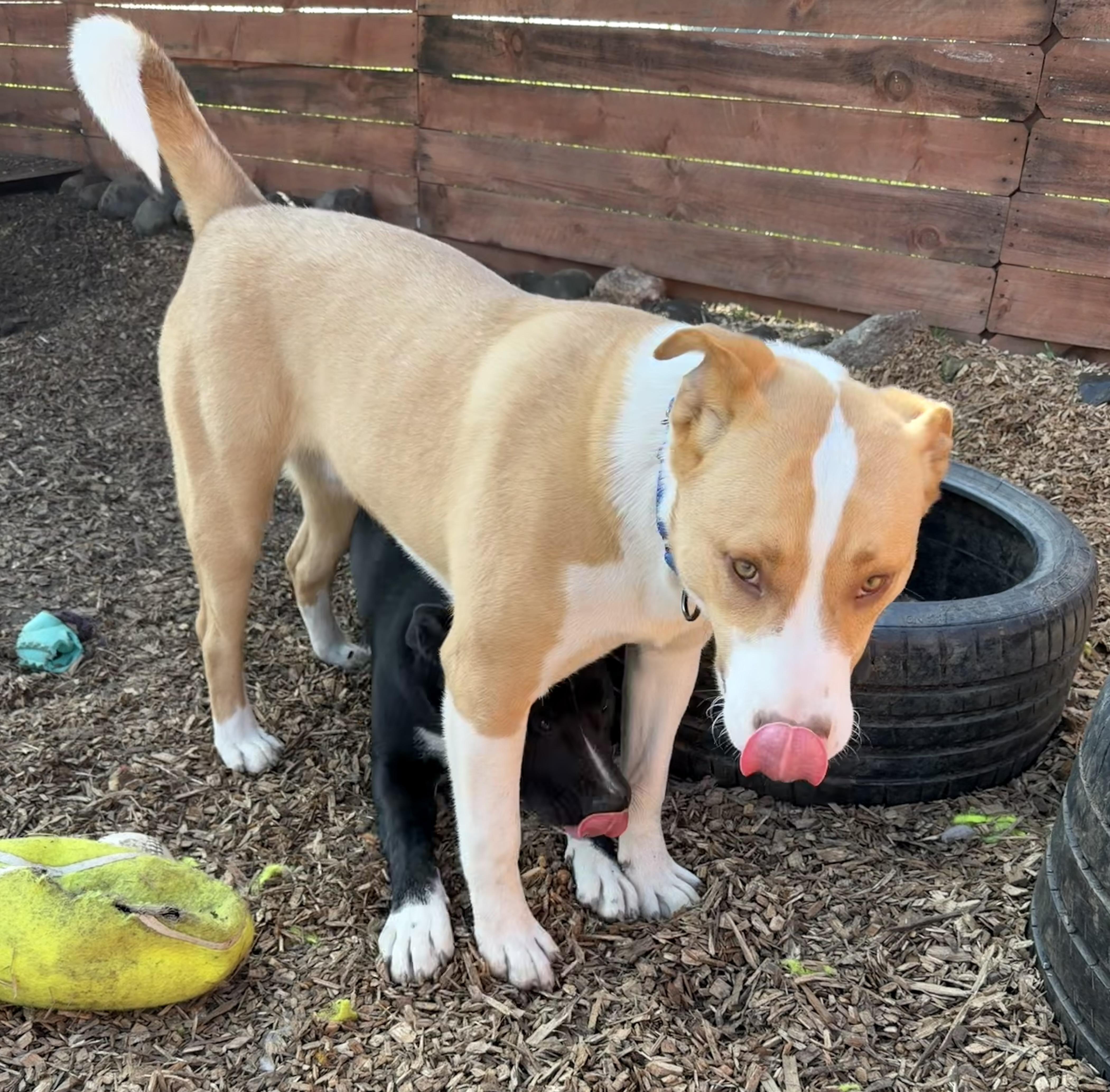 Enlarge Growlithe, a Adoptable mixed breed in stockton, CA image 2/4