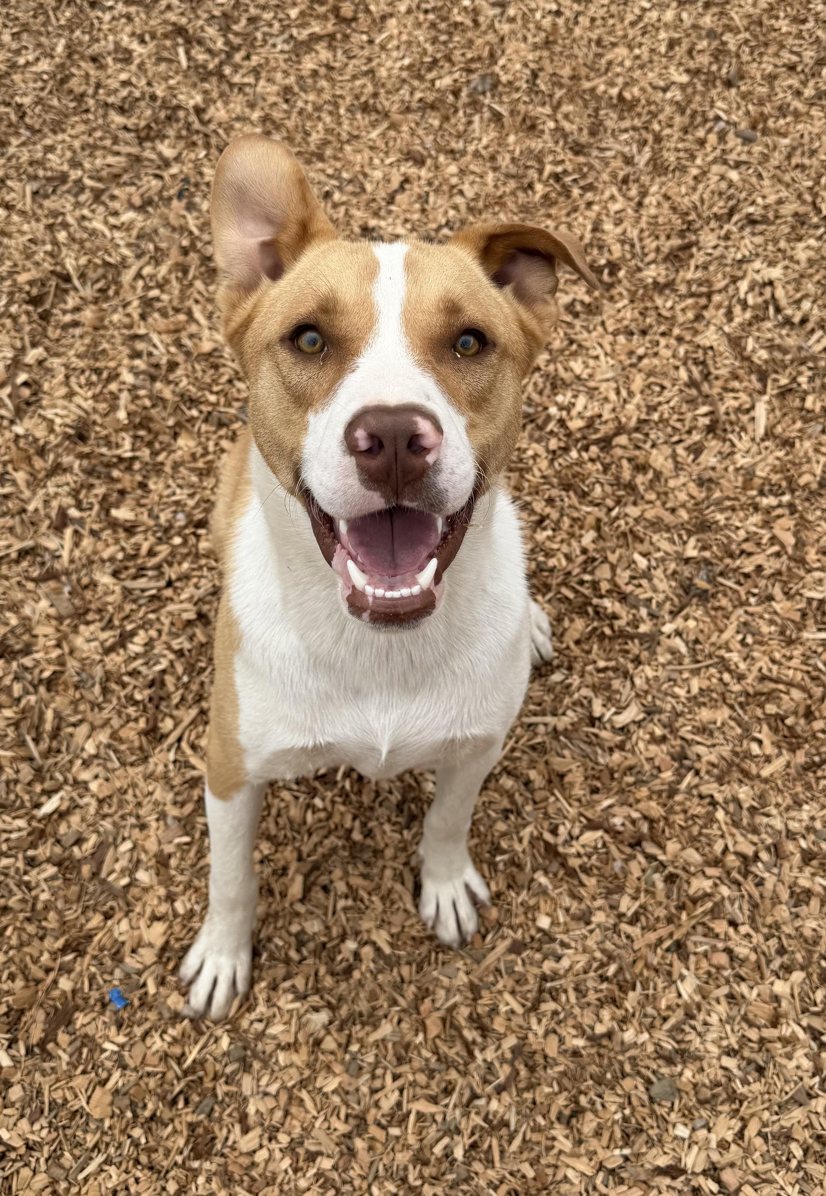 Bowie, Adoptable, Young Male Pit Bull Terrier & Great Pyrenees.