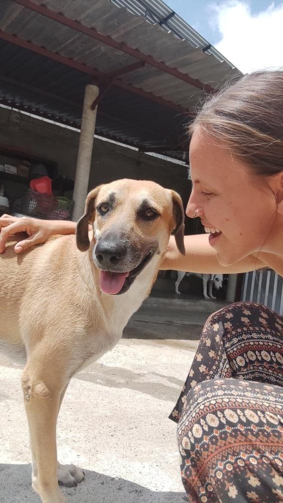 Montana, Adoptable, Adult Female Mixed Breed.