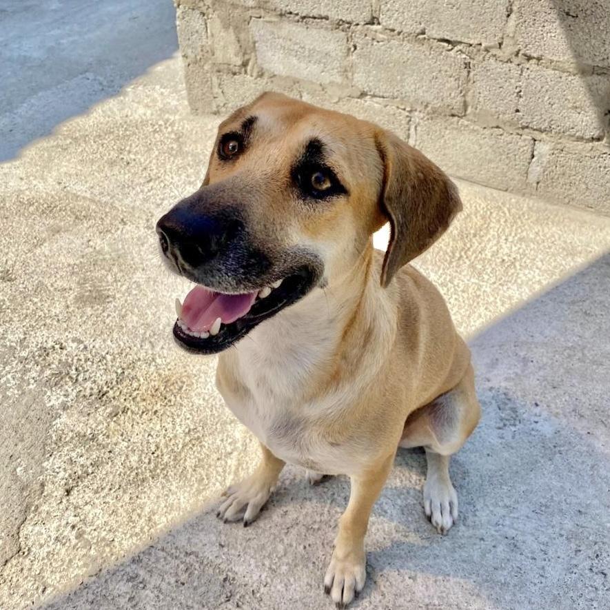 Enlarge Montana, a Adoptable mixed breed in San Diego, CA image 2/6