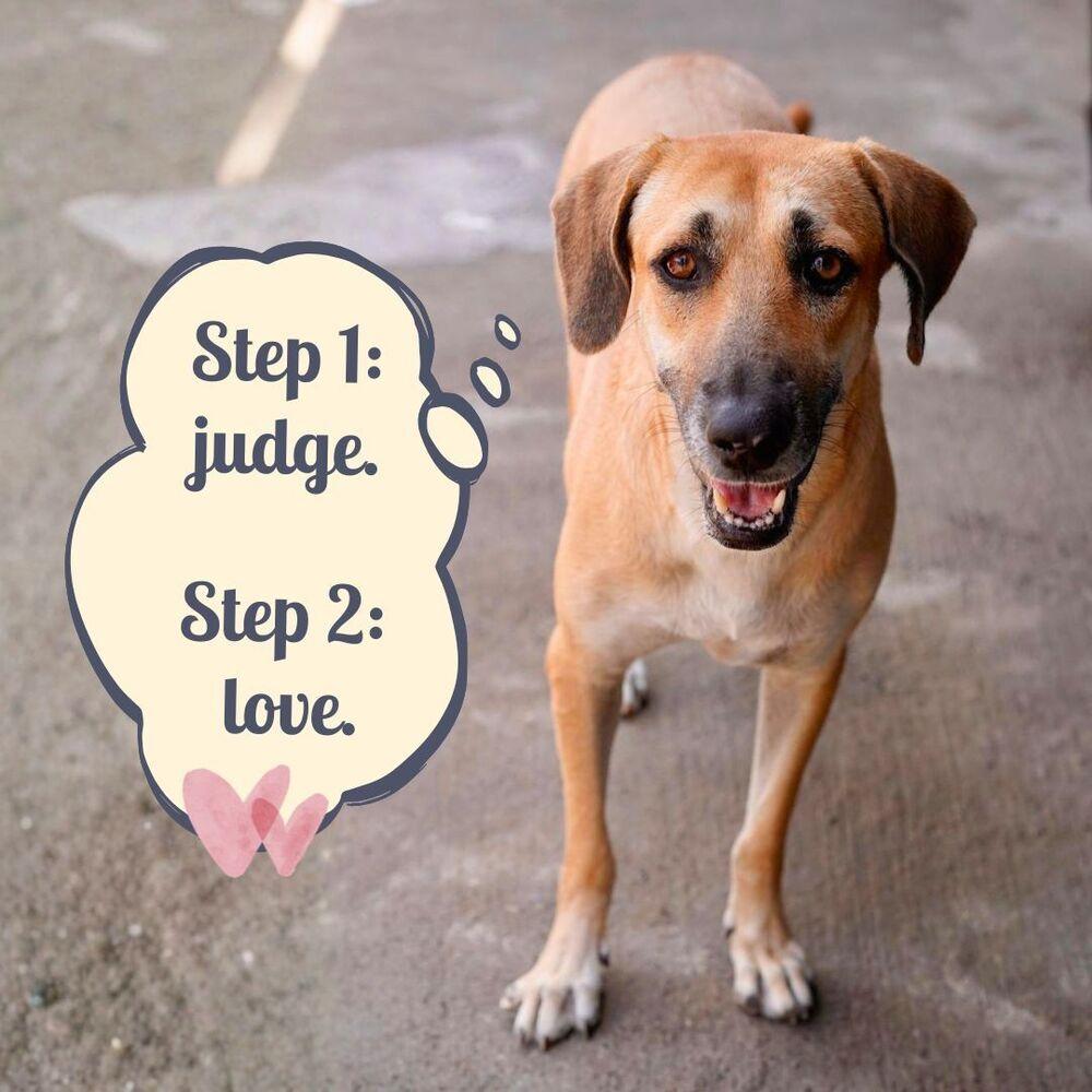 Montana, a Adoptable mixed breed in San Diego, CA image 3/6