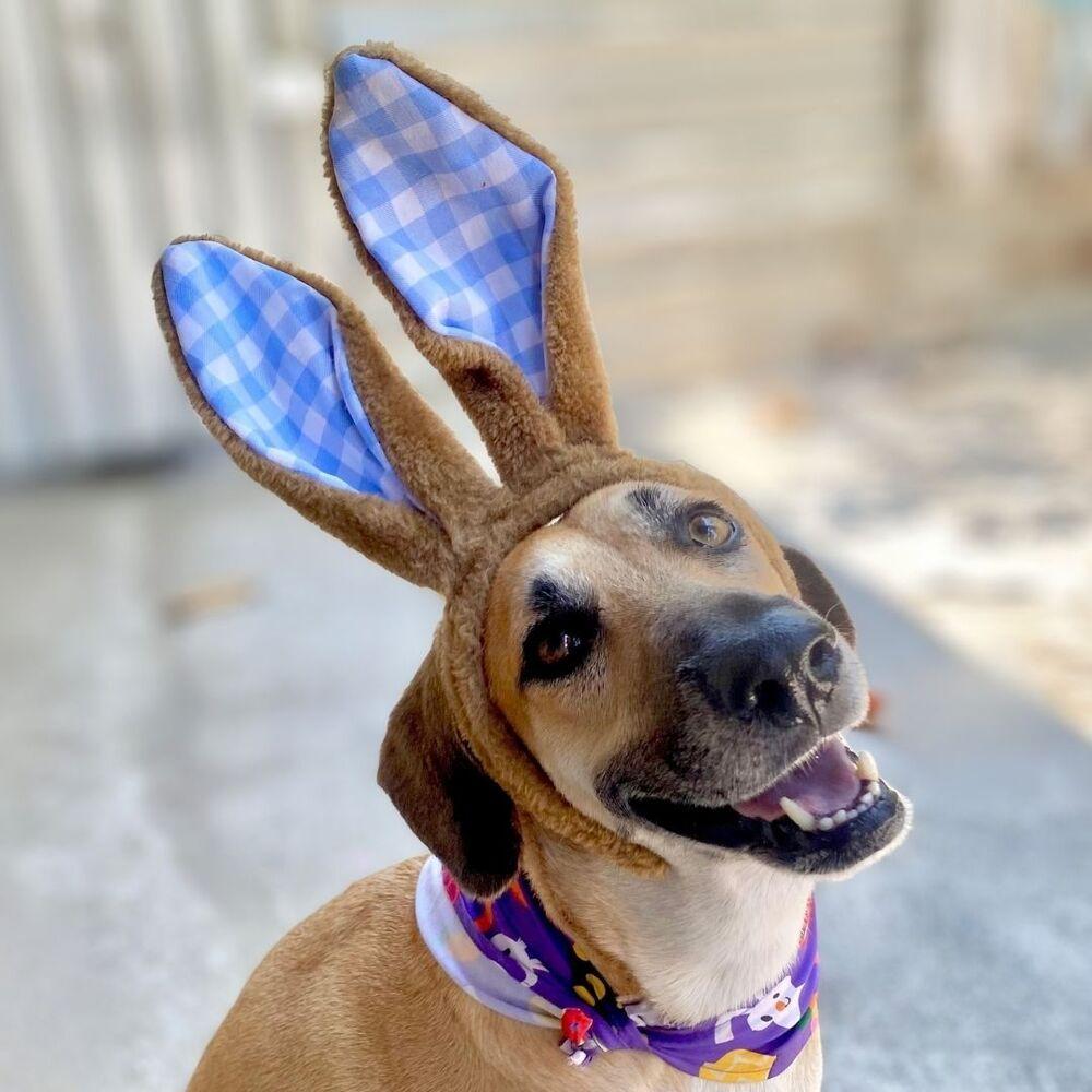 Montana, a Adoptable mixed breed in San Diego, CA image 5/6