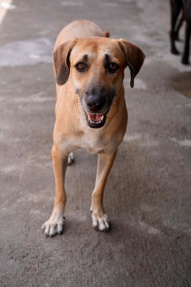 Enlarge Montana, a Adoptable mixed breed in San Diego, CA image 5/6