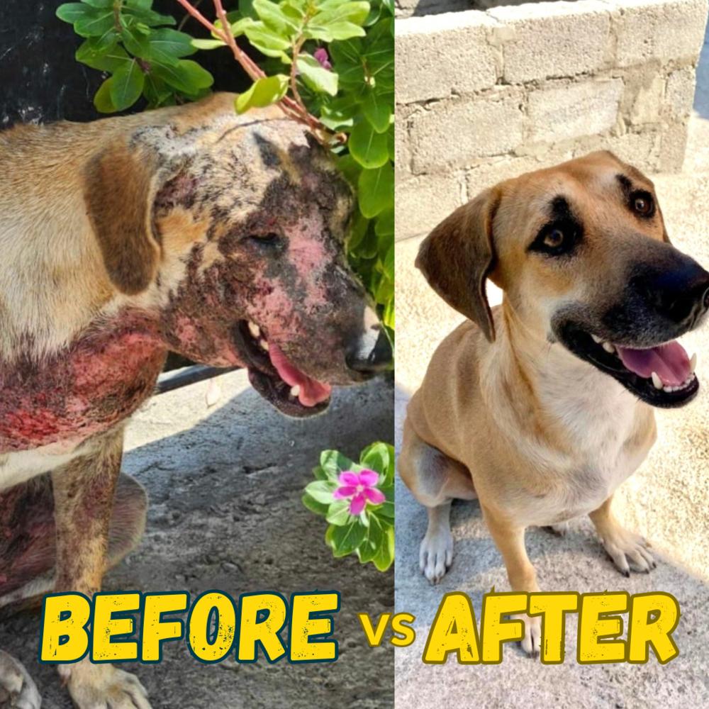 Enlarge Montana, a Adoptable mixed breed in San Diego, CA image 6/6