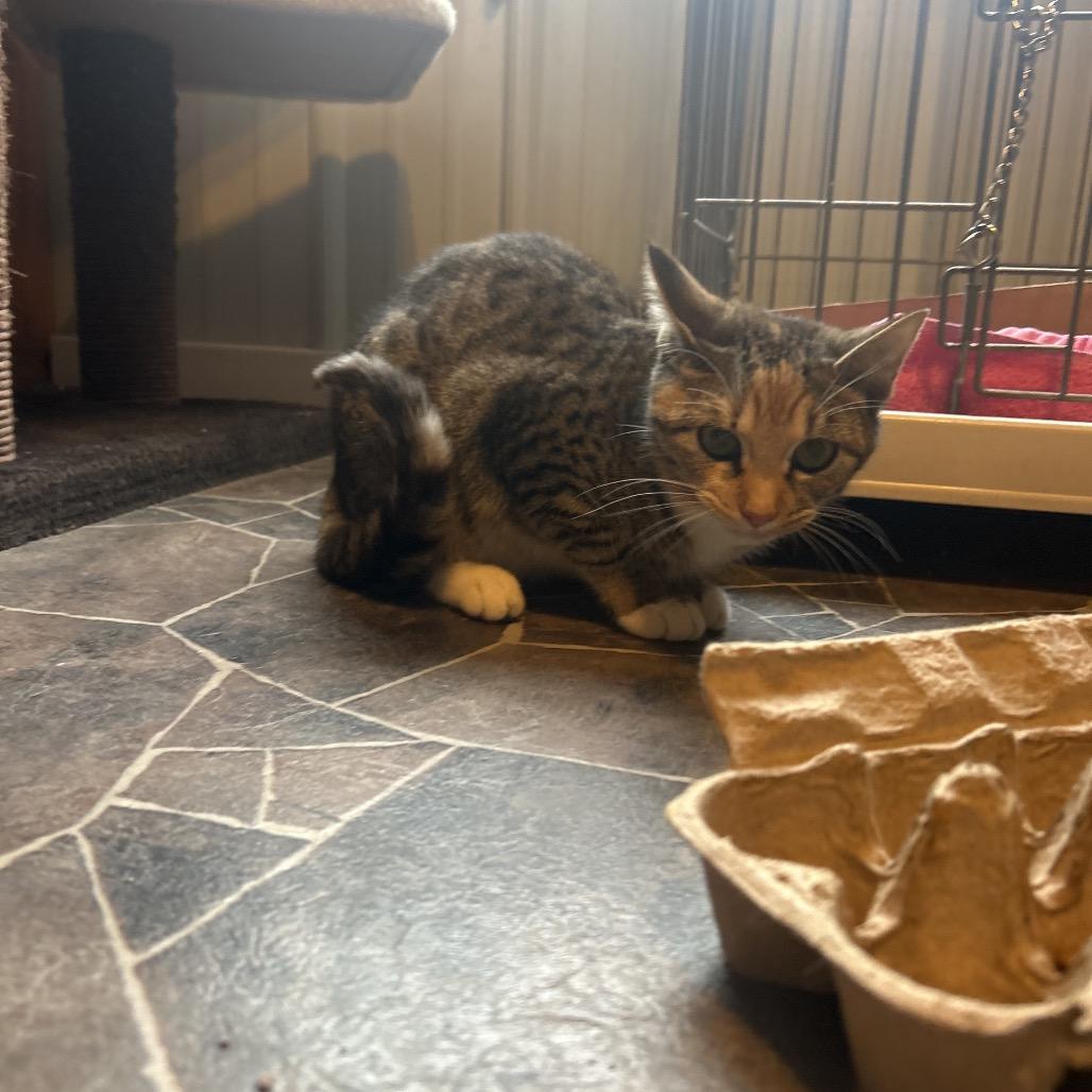 Joy, Adoptable, Young Female Domestic Short Hair.