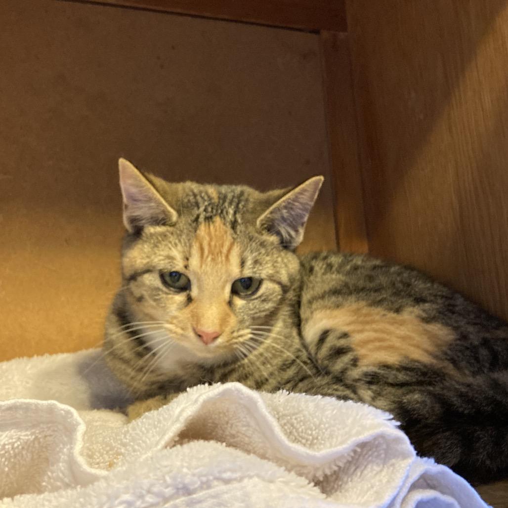 Enlarge Joy, a Adoptable Domestic Short Hair in Marion, IL image 3/4