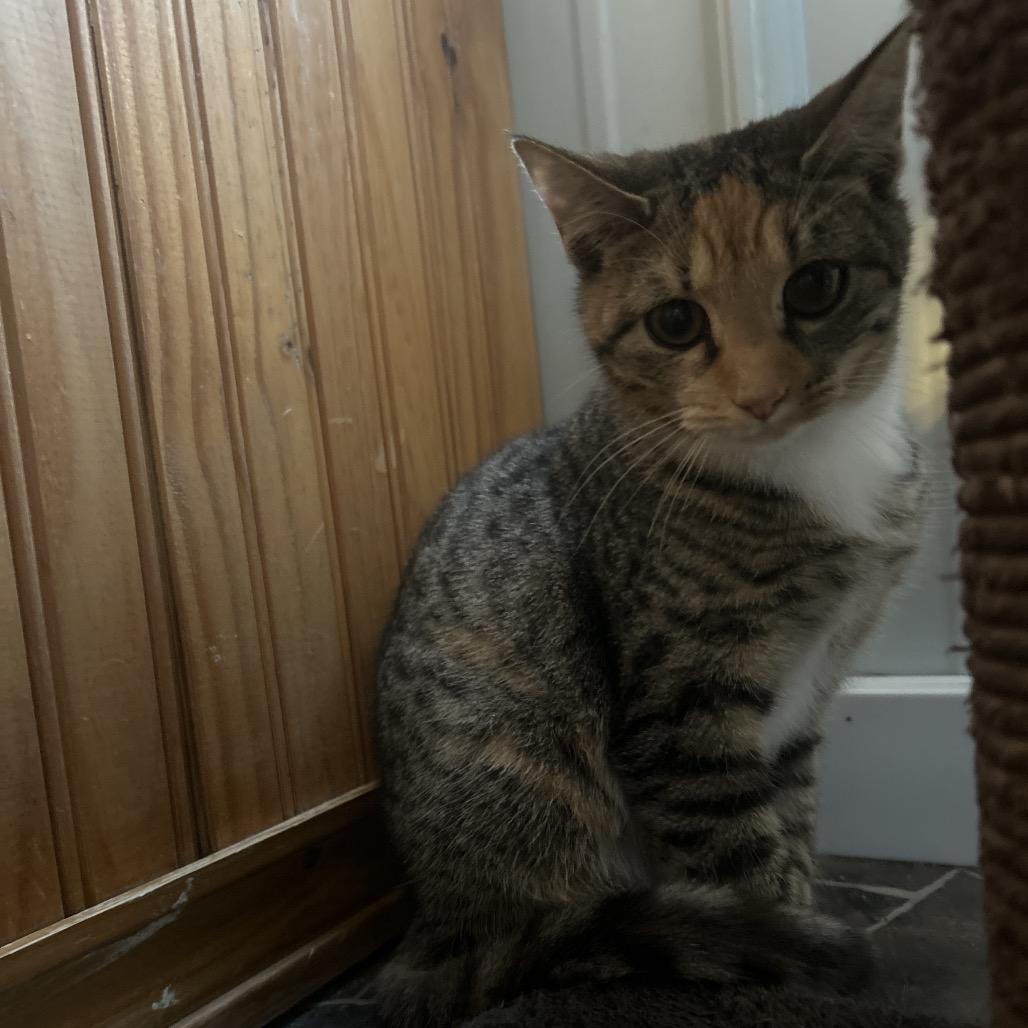 Enlarge Joy, a Adoptable Domestic Short Hair in Marion, IL image 4/4