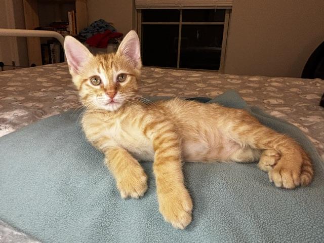 Enlarge Gator, a Adoptable Domestic Short Hair in Lafayette, LA image 2/5