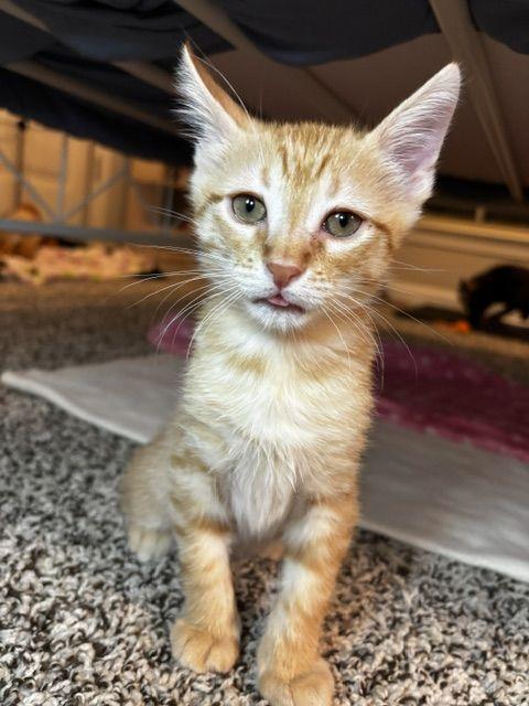 Enlarge Gator, a Adoptable Domestic Short Hair in Lafayette, LA image 3/5