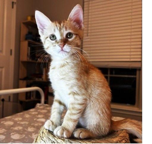 Gator, Adoptable, Kitten Male Domestic Short Hair.