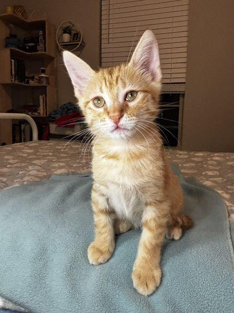 Enlarge Gator, a Adoptable Domestic Short Hair in Lafayette, LA image 4/5