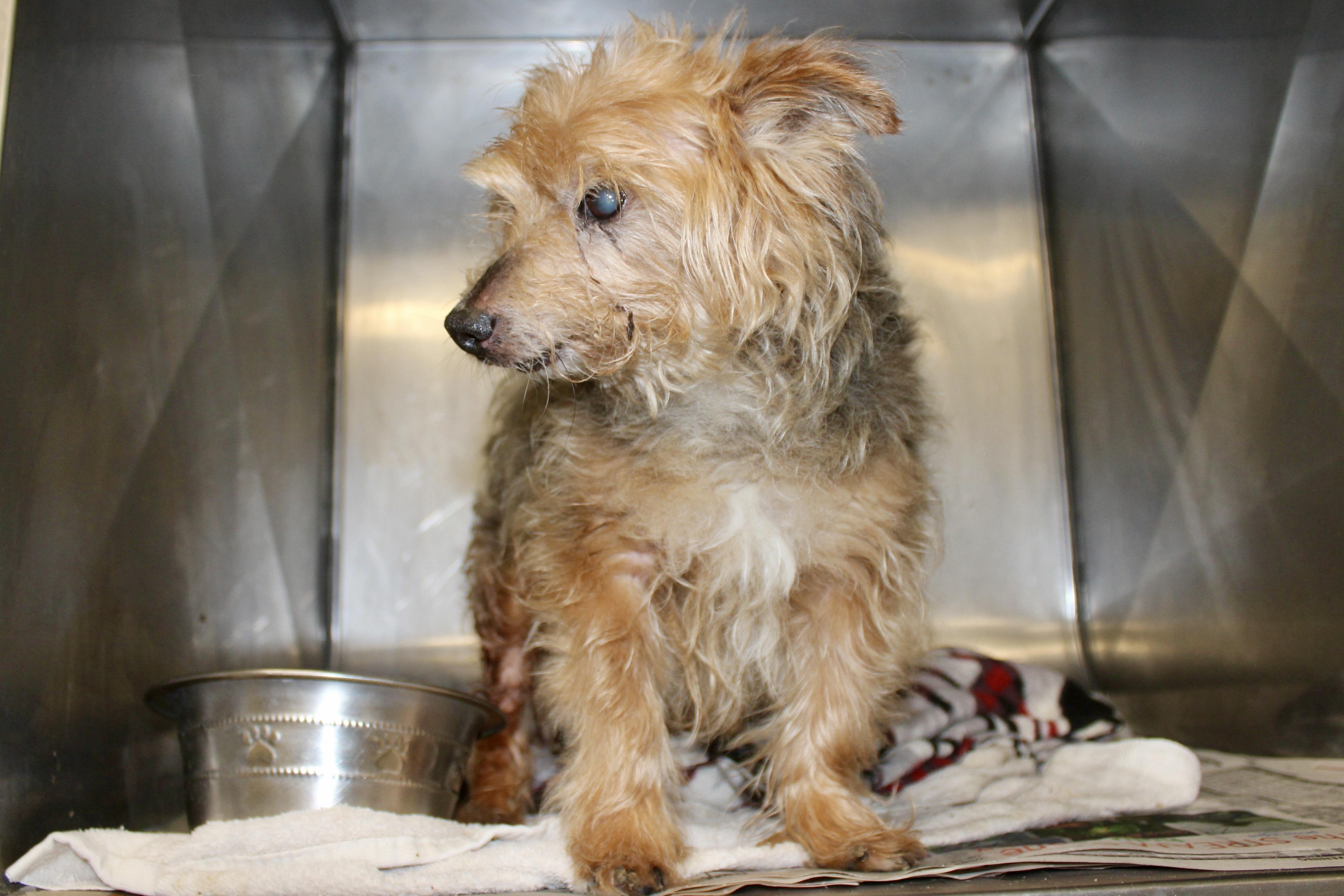 Enlarge CROISSANT, an adopted mixed breed in Brazil, IN image 4/4