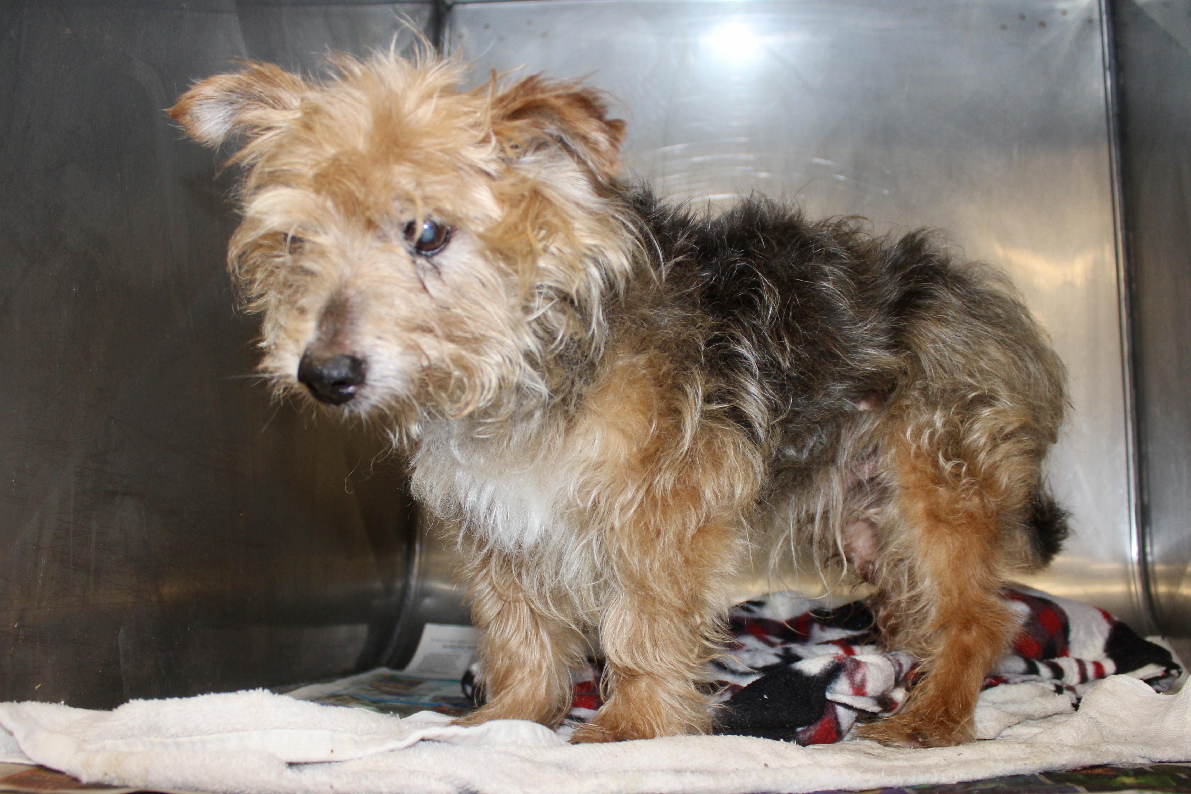 Enlarge CROISSANT, an adopted mixed breed in Brazil, IN image 3/4