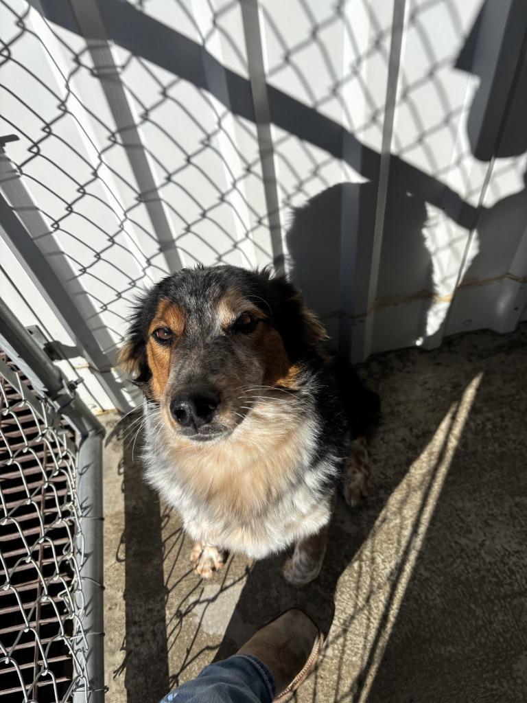 Dove, a Adoptable mixed breed in Moriarty, NM image 1/2