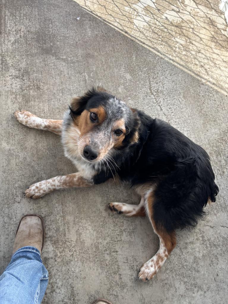 Dove, a Adoptable mixed breed in Moriarty, NM image 2/2