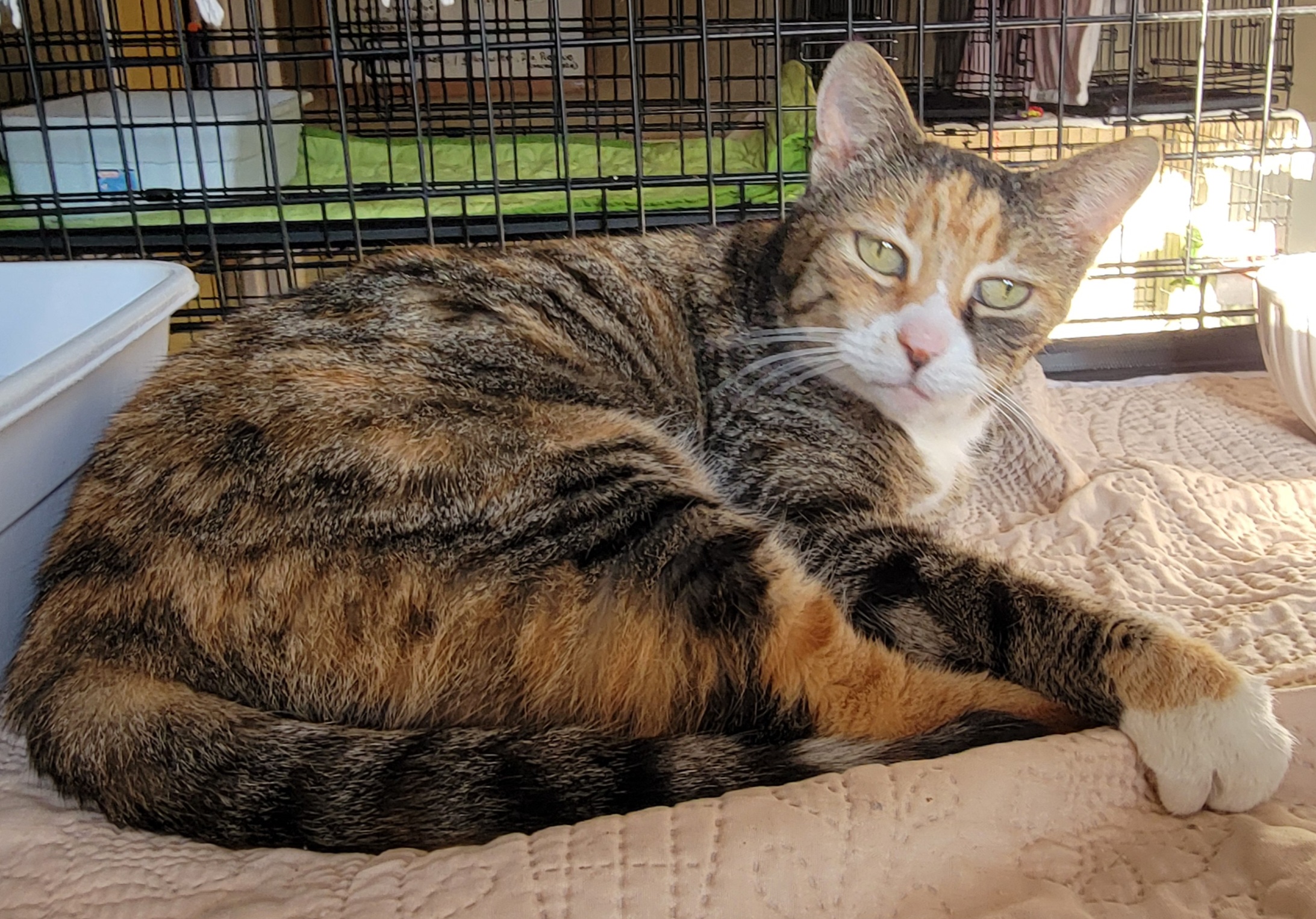 Kylie, Adult Female Calico
