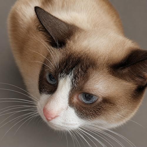 Alex Lee, Adoptable, Kitten Female Siamese & Domestic Long Hair.