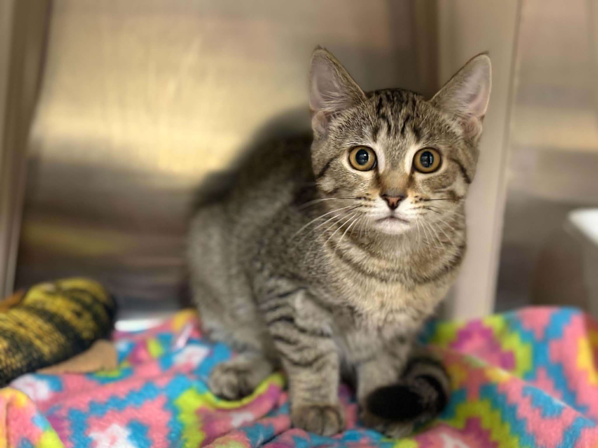 Rosa, ADOPTABLE, Kitten Female Domestic Short Hair.