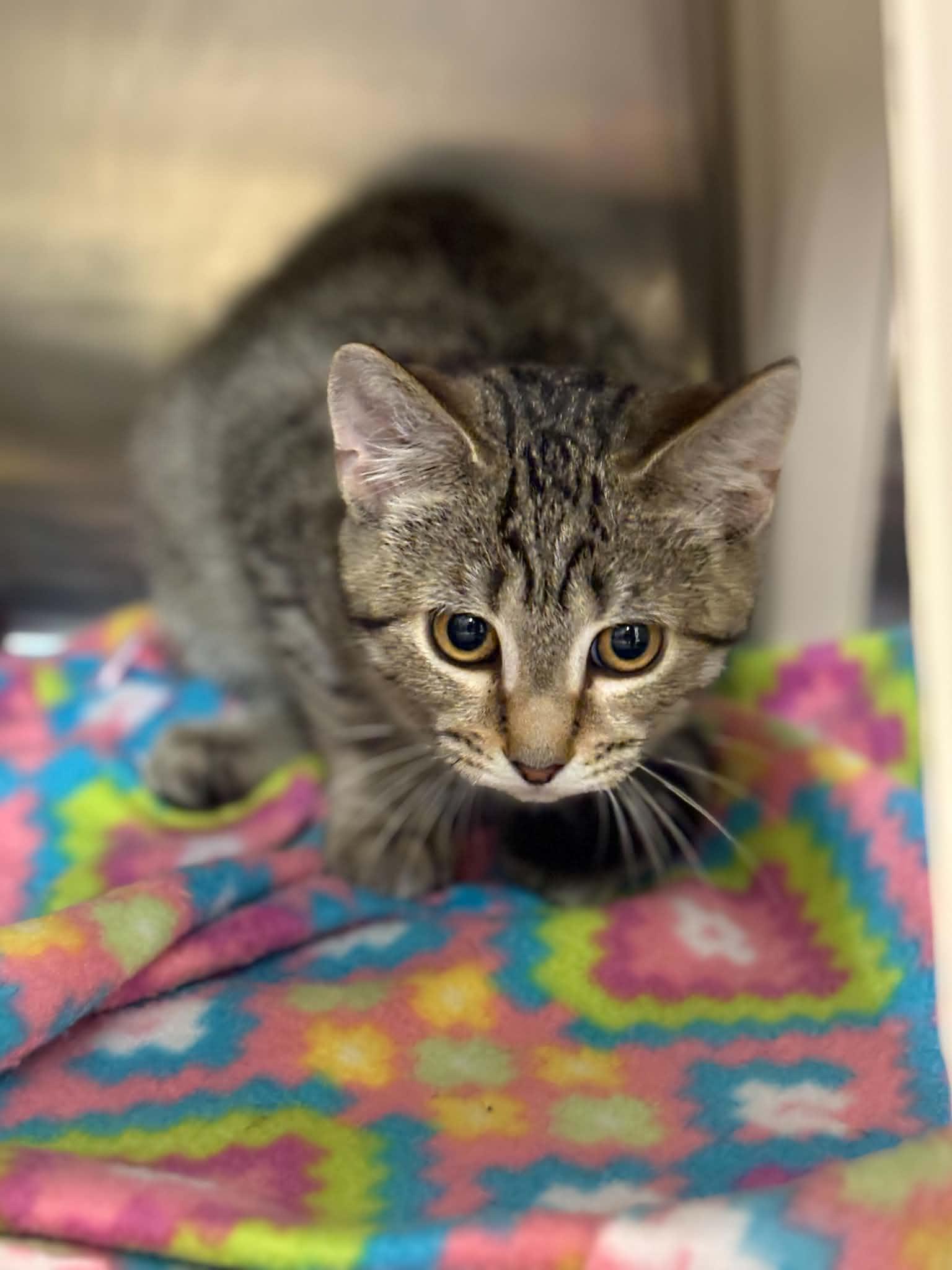 Enlarge Rosa, a ADOPTABLE Domestic Short Hair in Paris, ME image 2/2