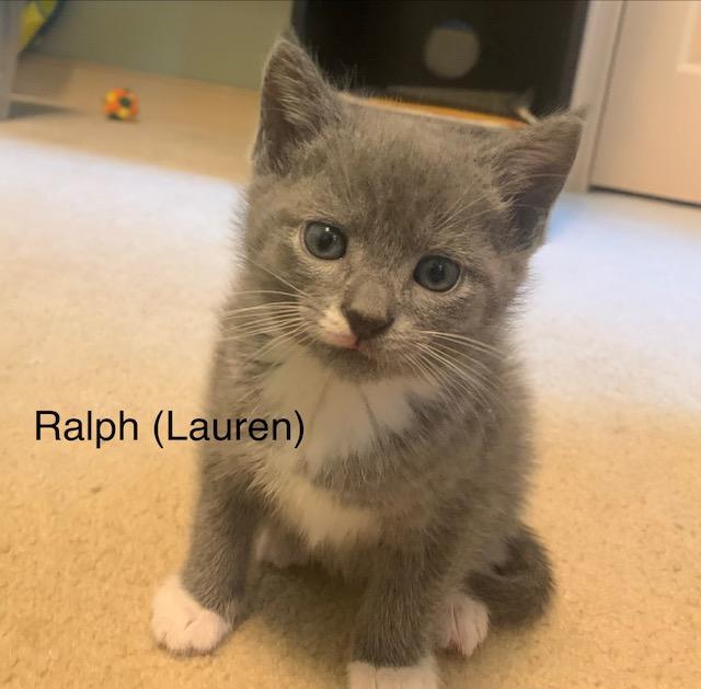 Ralph(Lauren), ADOPTABLE, Kitten Male Domestic Short Hair.