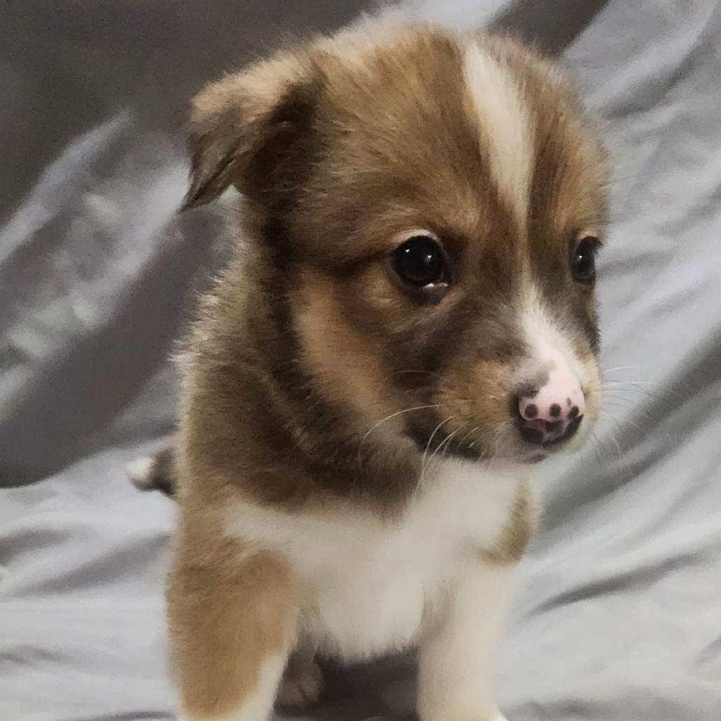 Enlarge Rhett, a Adoptable mixed breed in McHenry, IL image 2/2