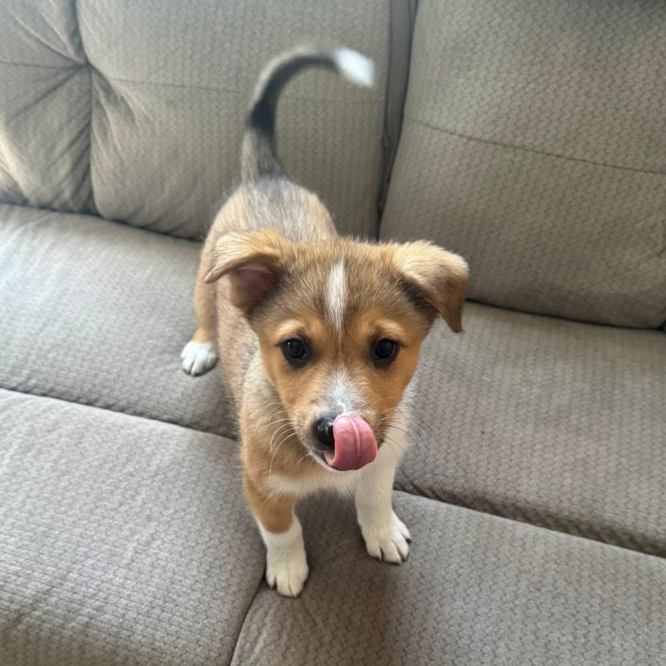 Rhett, Adoptable, Puppy Male Shepherd.