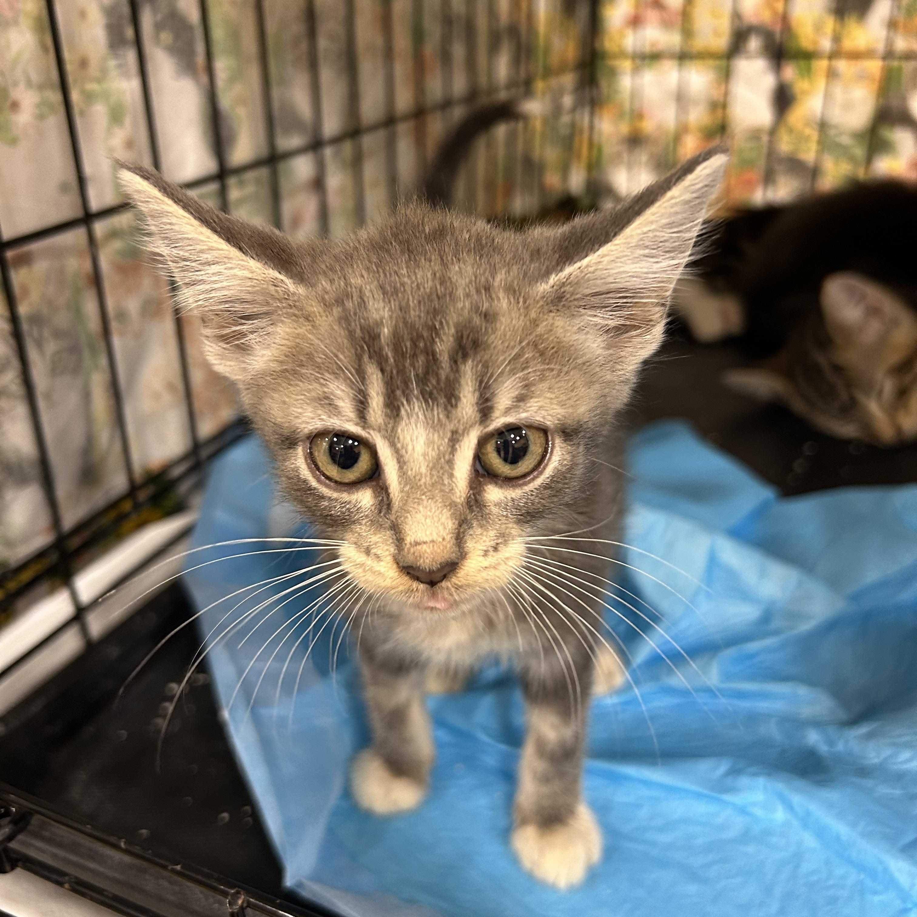 Missy, Baby Female Tabby