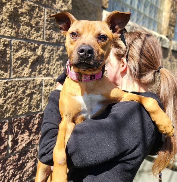 CHIPMUNK, Adoptable, Young Male Pit Bull Terrier & Mixed Breed.