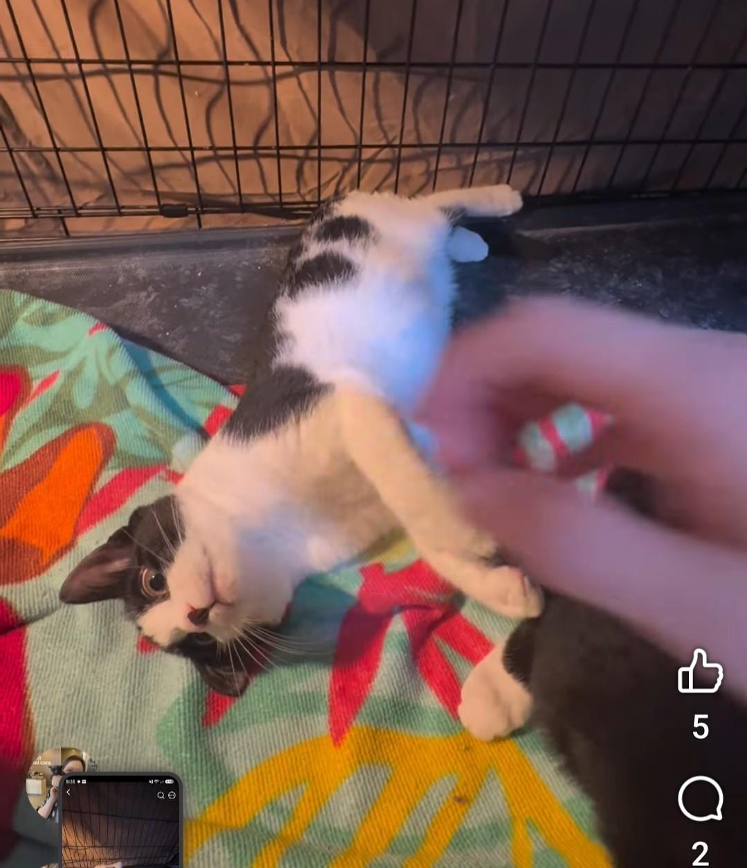 Cowgirl, ADOPTABLE, Kitten Female Domestic Short Hair.
