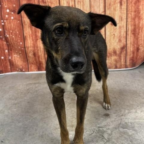 Enlarge Archie, a Adoptable mixed breed in Williston, VT image 4/6