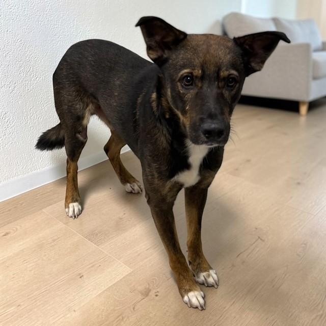 Archie, Adoptable, Young Male Dutch Shepherd.