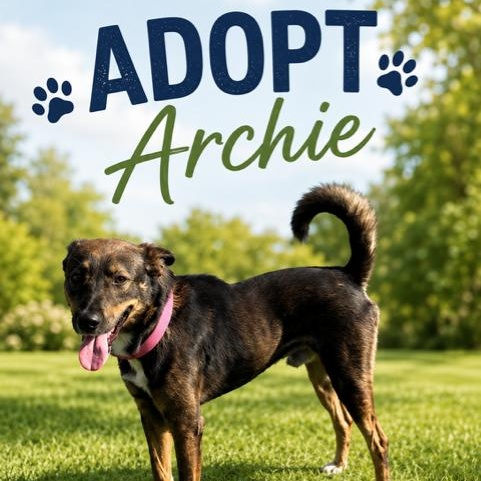 Enlarge Archie, a Adoptable mixed breed in Williston, VT image 5/6