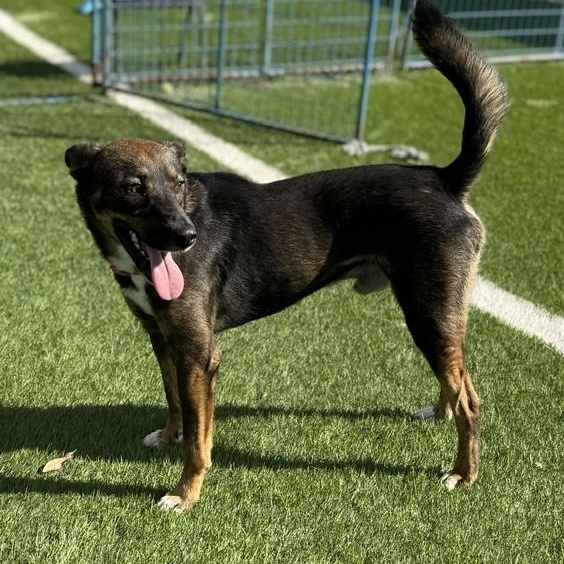 Enlarge Archie, a Adoptable mixed breed in Williston, VT image 2/6