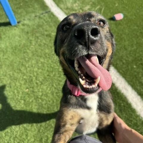 Enlarge Archie, a Adoptable mixed breed in Williston, VT image 6/6