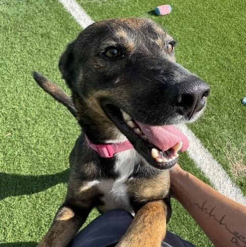 Enlarge Archie, a Adoptable mixed breed in Williston, VT image 3/6