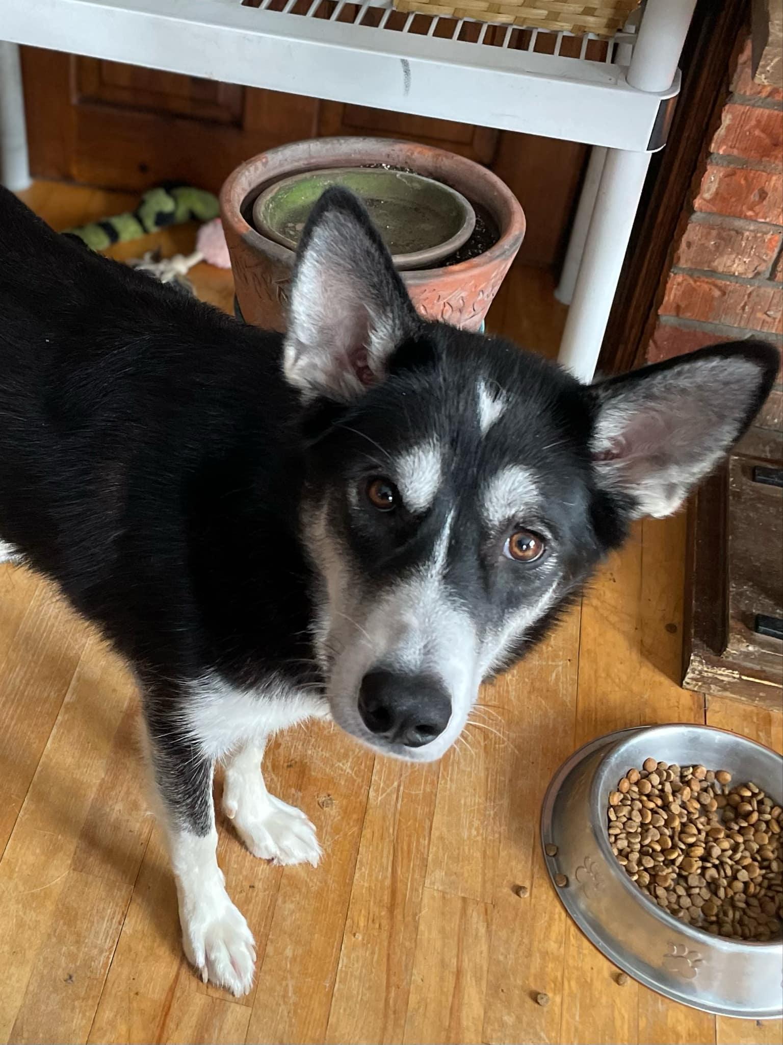 Arrow, an adoptable Husky in STE-MARGUERITE-DU-LAC-MASSON, QC, J0T 1L0 | Photo Image 2
