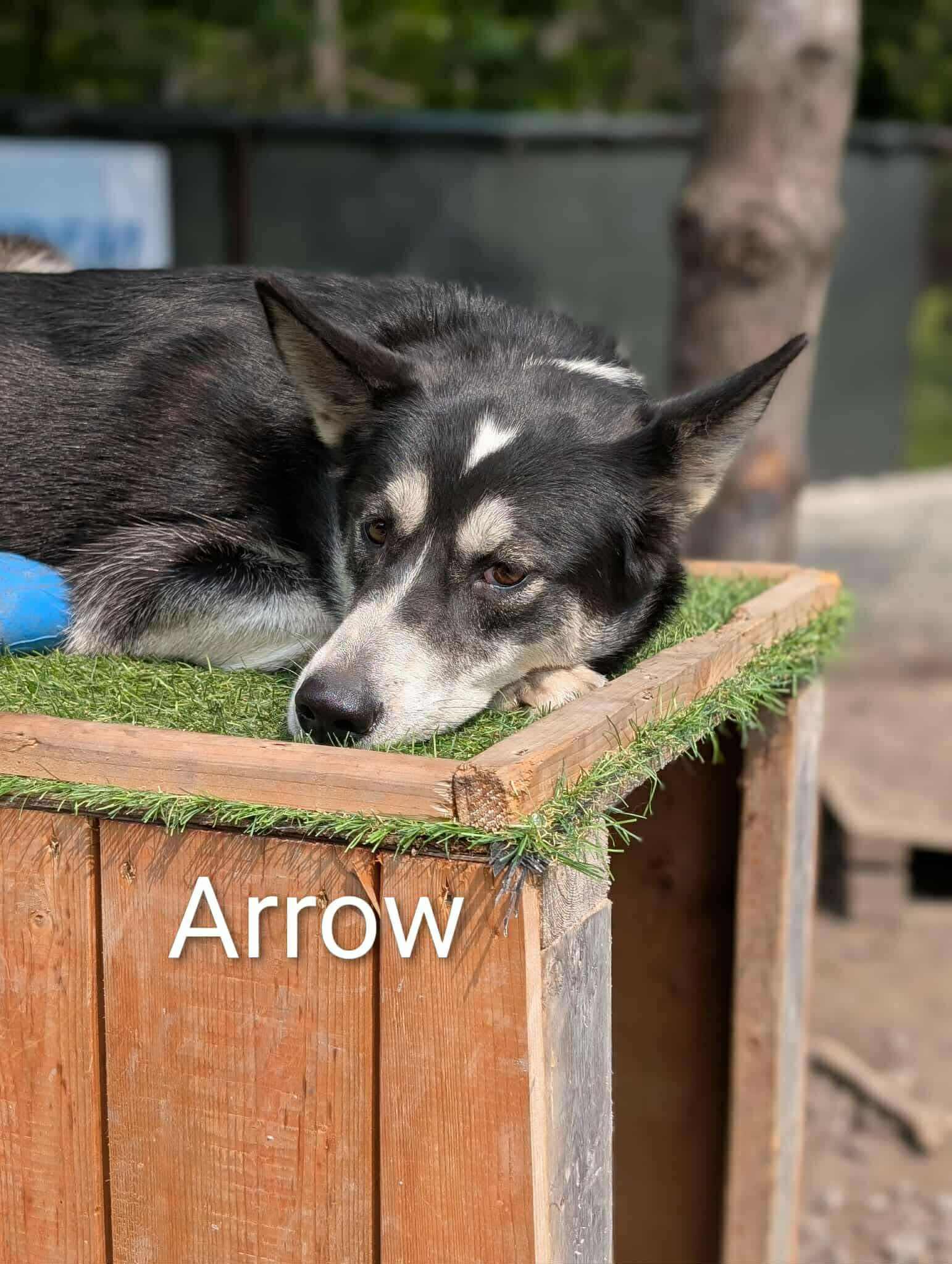 Arrow, a Adoptable Husky in STE-MARGUERITE-DU-LAC-MASSON, QC image 2/3
