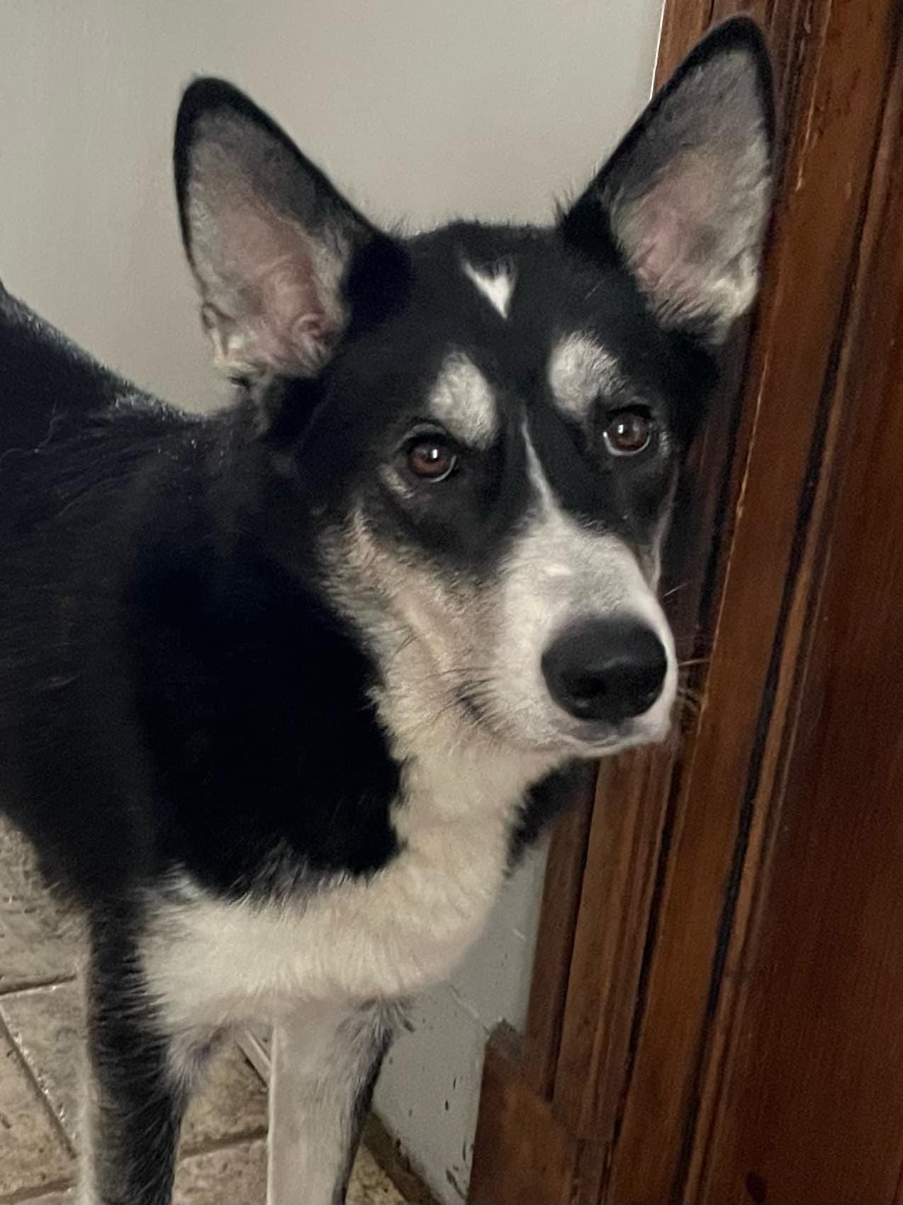 Arrow, a Adoptable Husky in STE-MARGUERITE-DU-LAC-MASSON, QC image 3/3