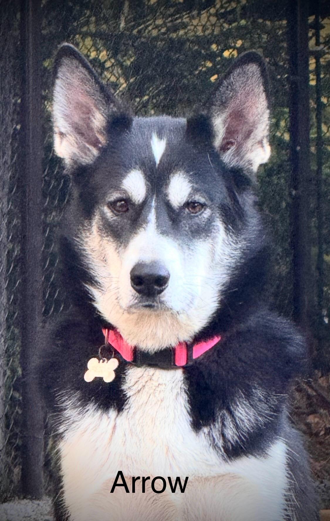 Arrow, an adoptable Husky in STE-MARGUERITE-DU-LAC-MASSON, QC, J0T 1L0 | Photo Image 1