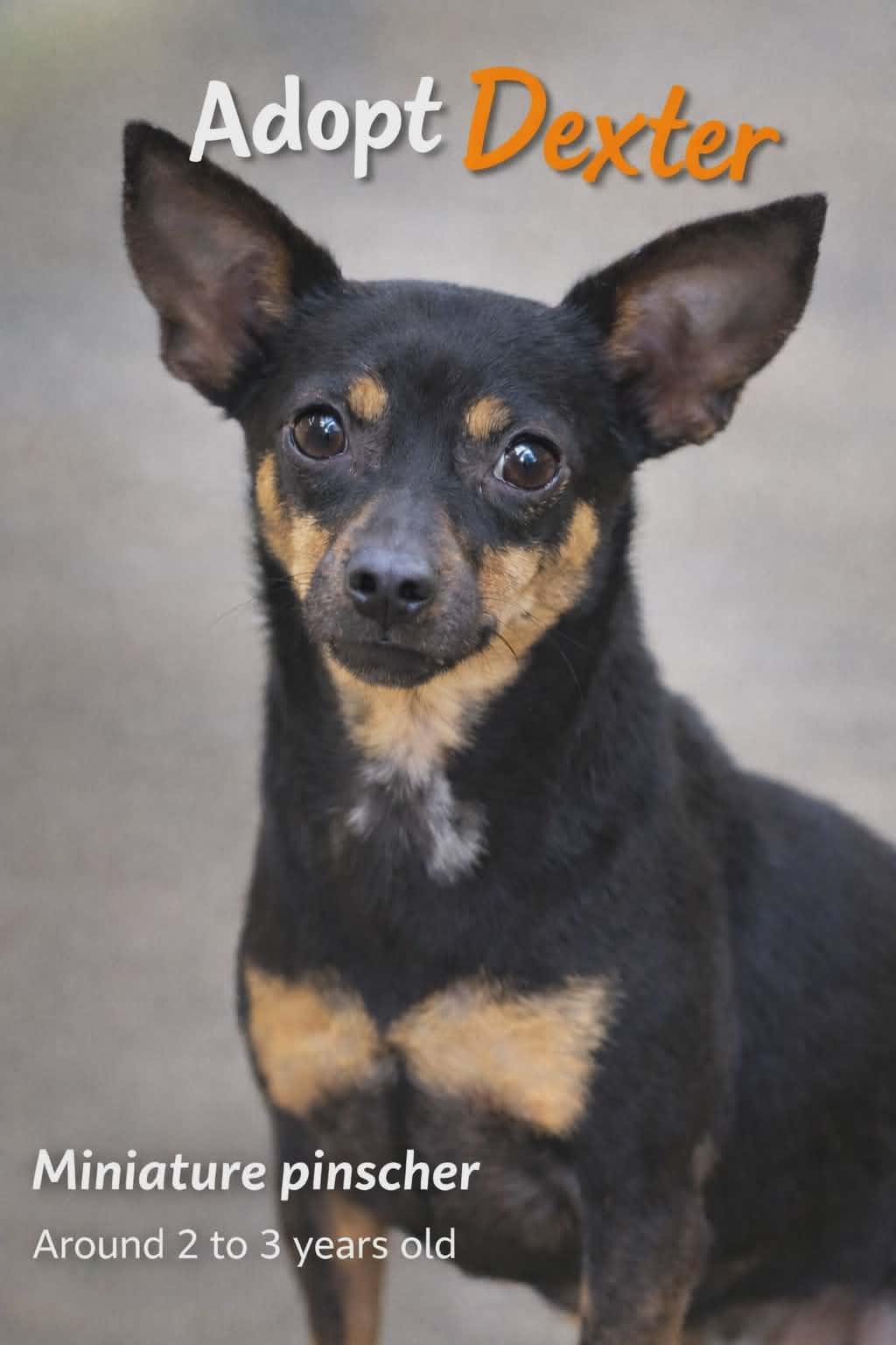 Dexter , ADOPTABLE, Adult Male Miniature Pinscher.