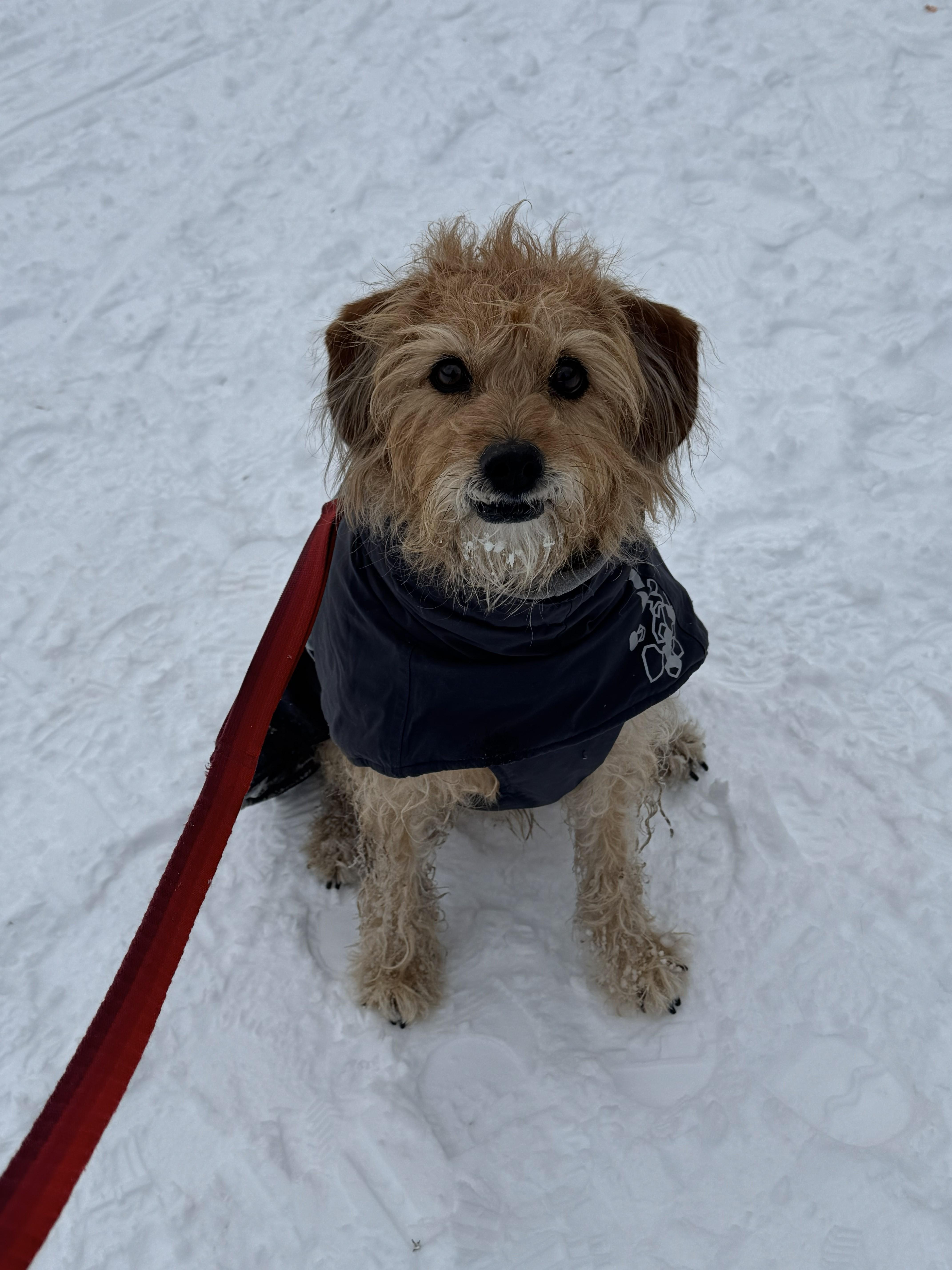 Harper, ADOPTABLE, Adult Male Yorkie Poo & Beagle.